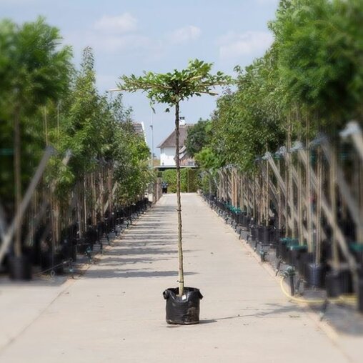 Carpinus betulus kruisdakboom